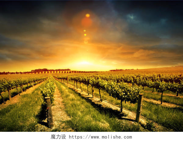 日落下美丽的葡萄庄园